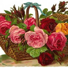 Схема вышивки «розы»