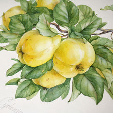 Схема вышивки «айва»