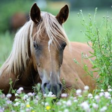 Схема вышивки «лошадь»