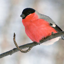 Схема вышивки «Снегири»