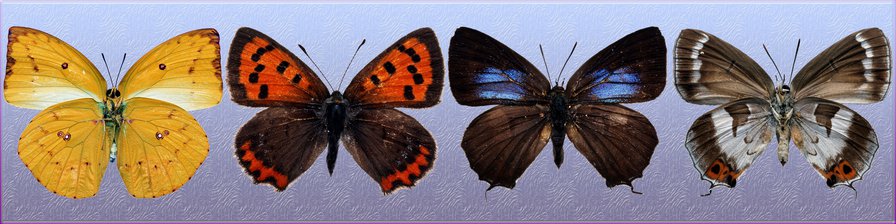 Бабочки 2 - оригинал