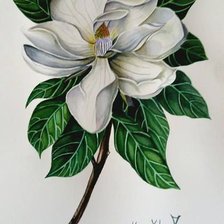 Схема вышивки «магнолия»