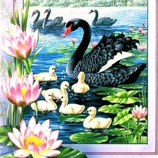 черные лебеди