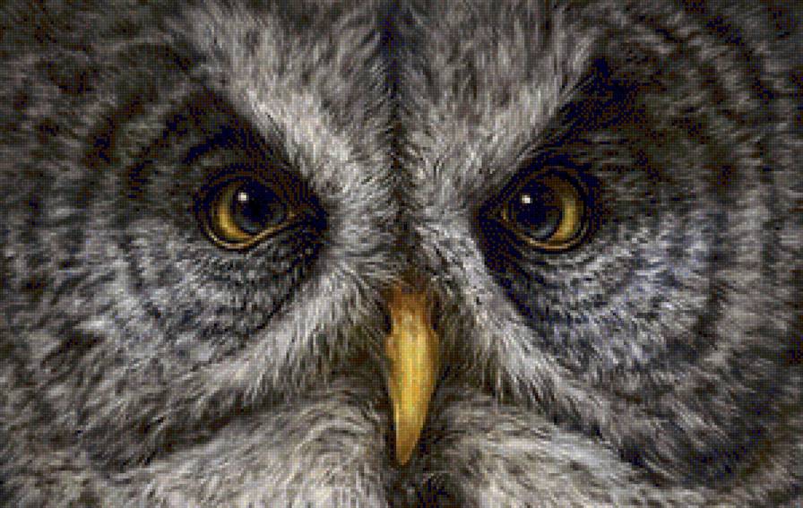 ночной страж - птицы, хищники, филин, сова - предпросмотр