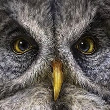 Схема вышивки «ночной страж»