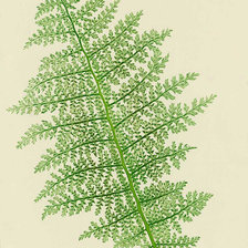 Схема вышивки «Вайя папоротника»