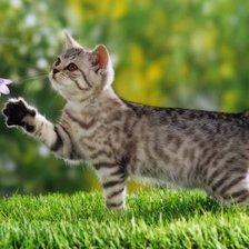 Схема вышивки «котенок»