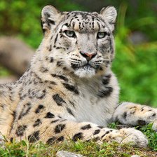 Схема вышивки «Снежный барс»