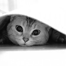 Схема вышивки «Кися»