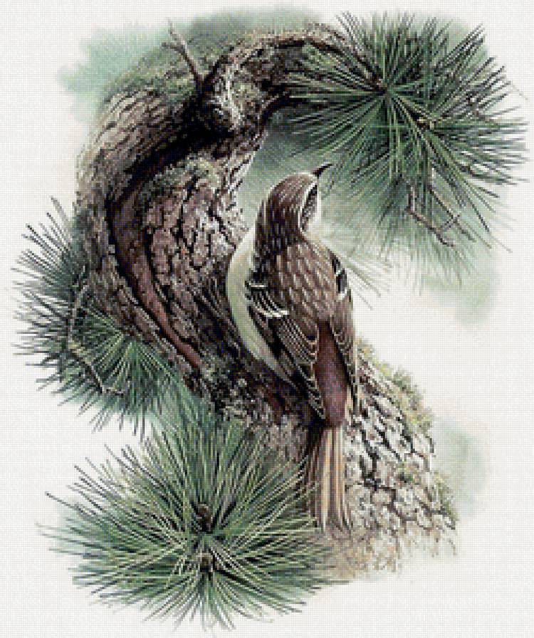 птичка - природа, птицы - предпросмотр