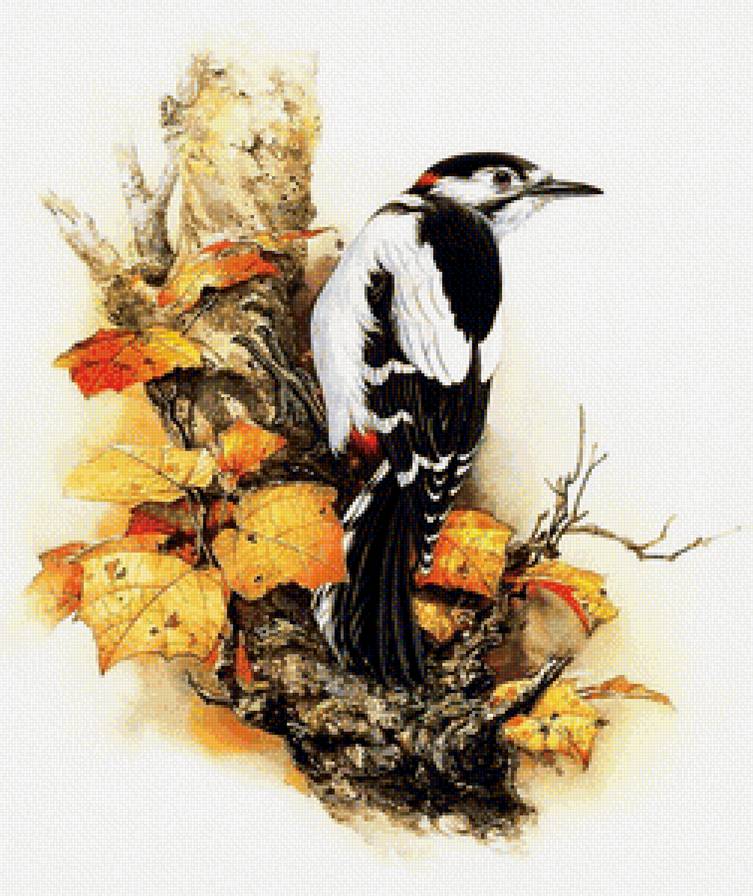 дятел - природа, птицы - предпросмотр