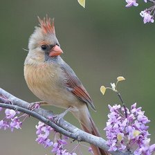 Схема вышивки «птица на ветке»