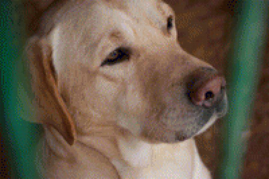 Лабрадор - предпросмотр