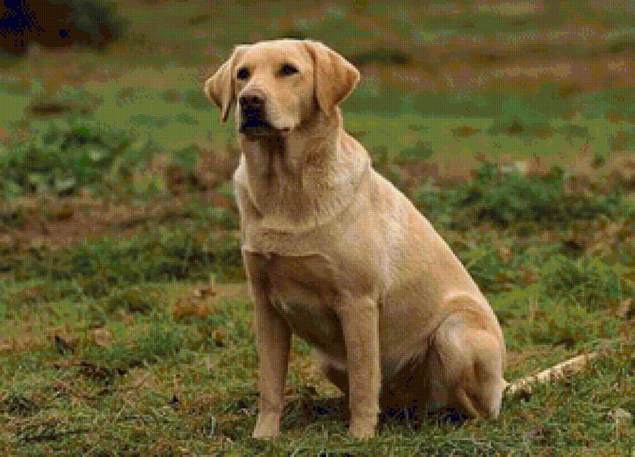 Лабрадор 2 - предпросмотр