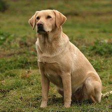 Схема вышивки «Лабрадор 2»