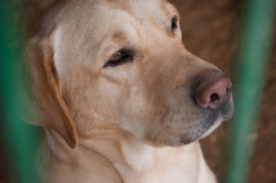 Лабрадор палевый - оригинал