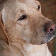 Схема вышивки «Лабрадор палевый»