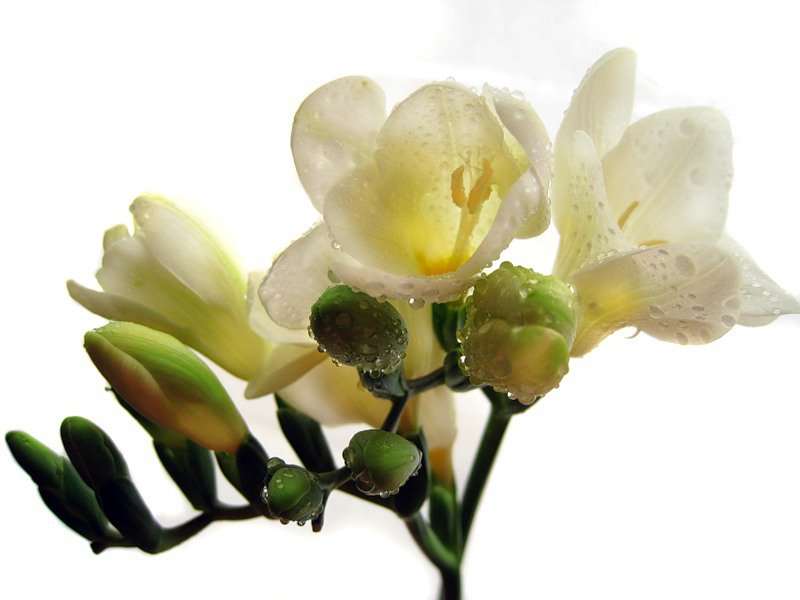 Фрезия - цветы - оригинал