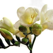 Схема вышивки «Фрезия»