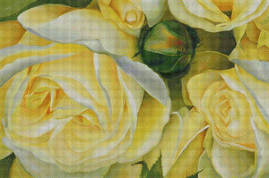 желтые розы - предпросмотр