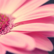 Схема вышивки «Гербера»