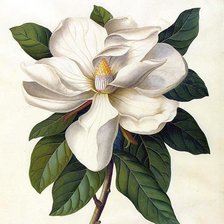 Схема вышивки «Магнолия»