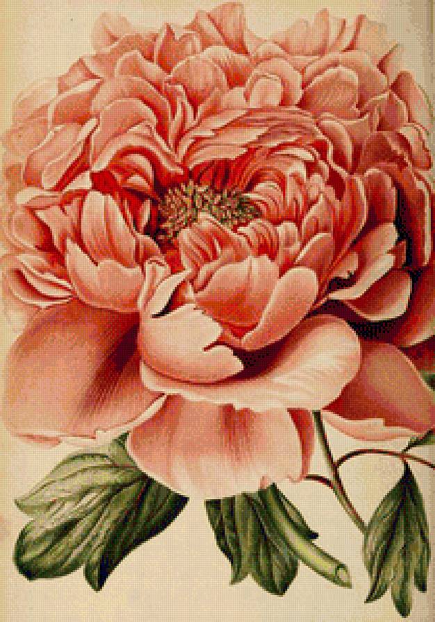 Пион - цветы, пионы, пион - предпросмотр