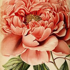 Схема вышивки «Пион»