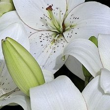 Схема вышивки «цветы»