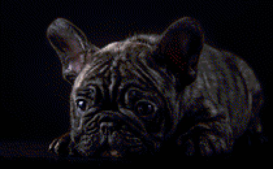 собака - бульдог - предпросмотр