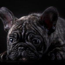 Схема вышивки «собака»