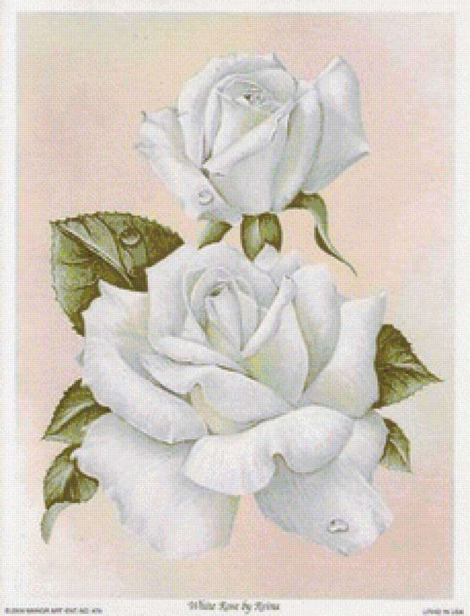 кремовые розы - предпросмотр