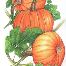 Схема вышивки «тыквочки»