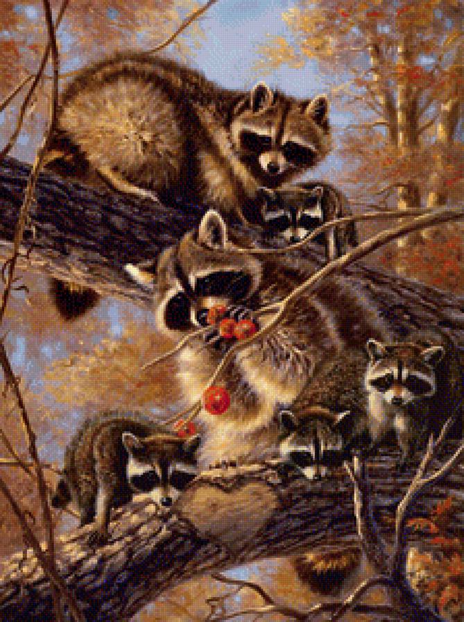 Енотики - предпросмотр