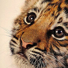 Схема вышивки «Тигруля»