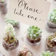 Схема вышивки «Суккуленты в баночках»