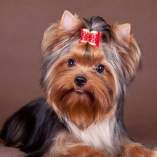 Схема вышивки «Йорк»