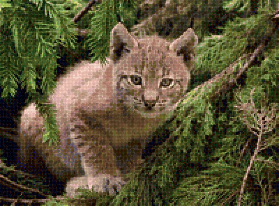 рысь - предпросмотр