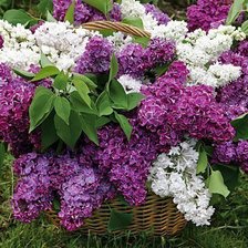 Схема вышивки «№1184919»