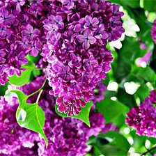 Схема вышивки «№1184957»