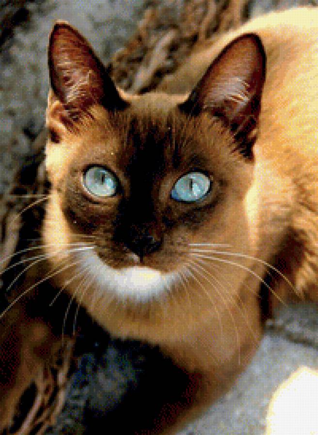 кисуля - предпросмотр