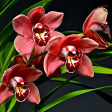 Схема вышивки «орхидеи»