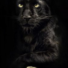 Красивая пантера