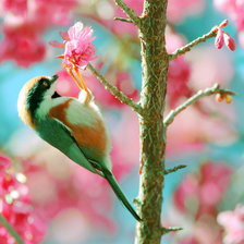 Схема вышивки «Птичка-невеличка»