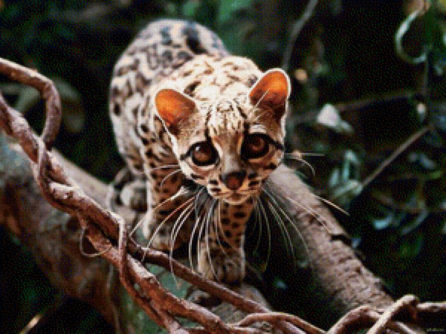 Маленький красавчик - предпросмотр