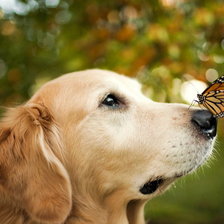 Схема вышивки «Песик с бабочкой»