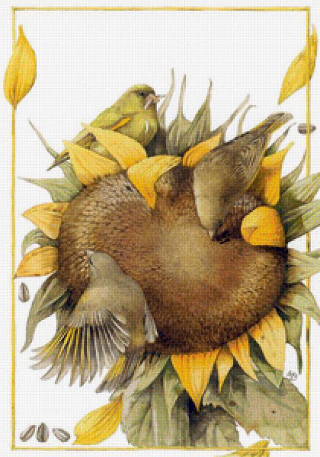 птицы и подсолнух - подсолнух, птица, птицы - предпросмотр