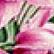 Предпросмотр схемы вышивки «букет» (№1186515)