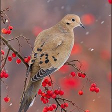 Схема вышивки «птица на ветке»