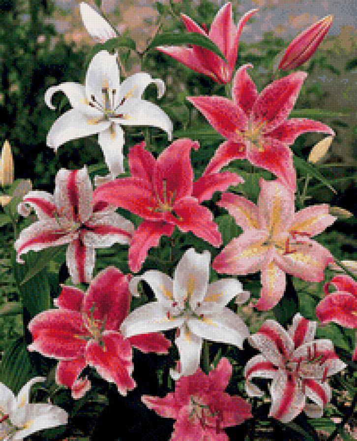 лилии - букет, цветы - предпросмотр